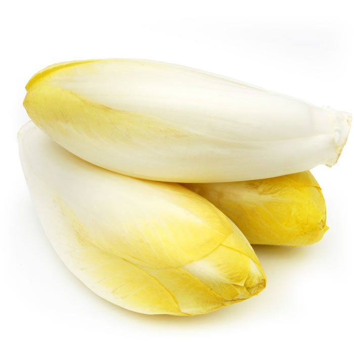 Endive jeune pousse
